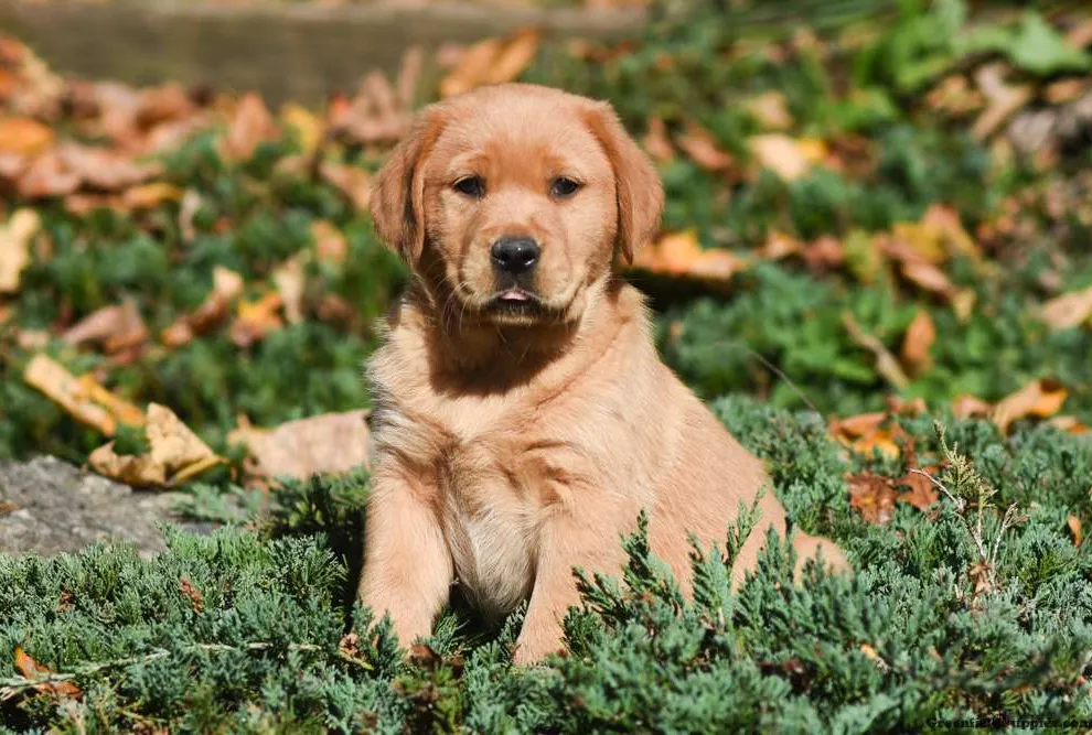 Golden Labrador